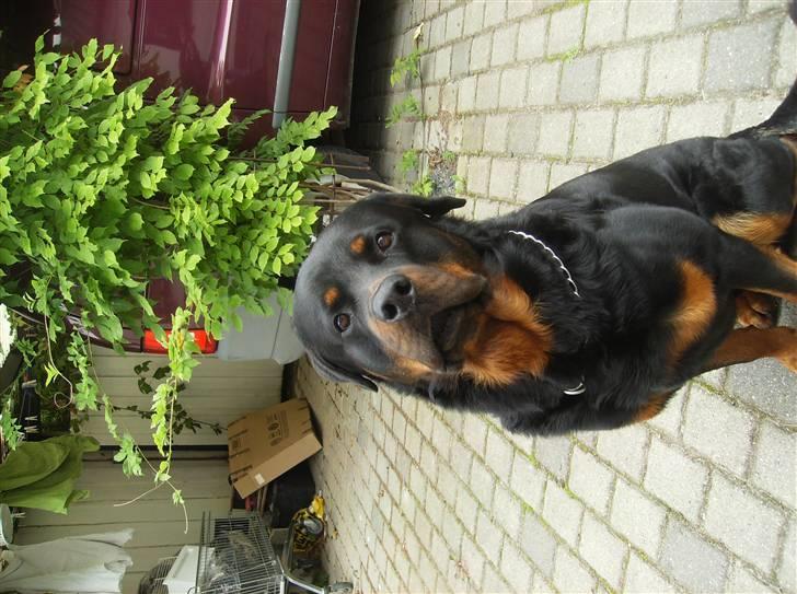 Rottweiler !!' Kenzo '!! billede 10