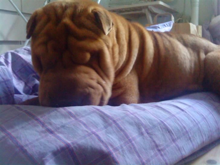 Shar pei Lajka  billede 5