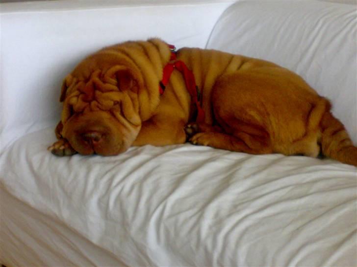 Shar pei Lajka  billede 6