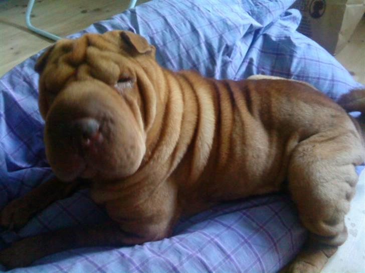 Shar pei Lajka  billede 7