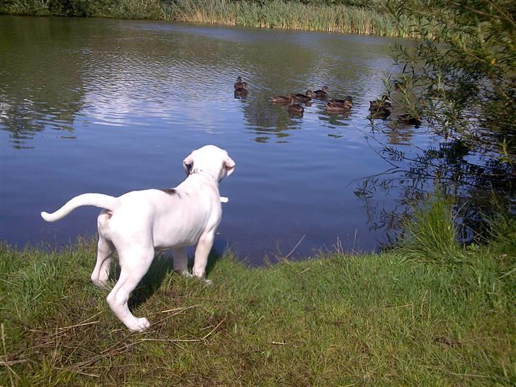 Amerikansk bulldog Coco Flirt - Århh de ænder ser lækre ud..!! Coco 10 Uger billede 3