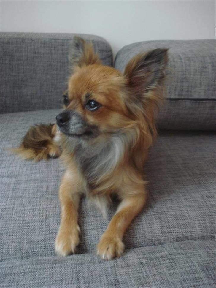 Chihuahua Lady billede 7