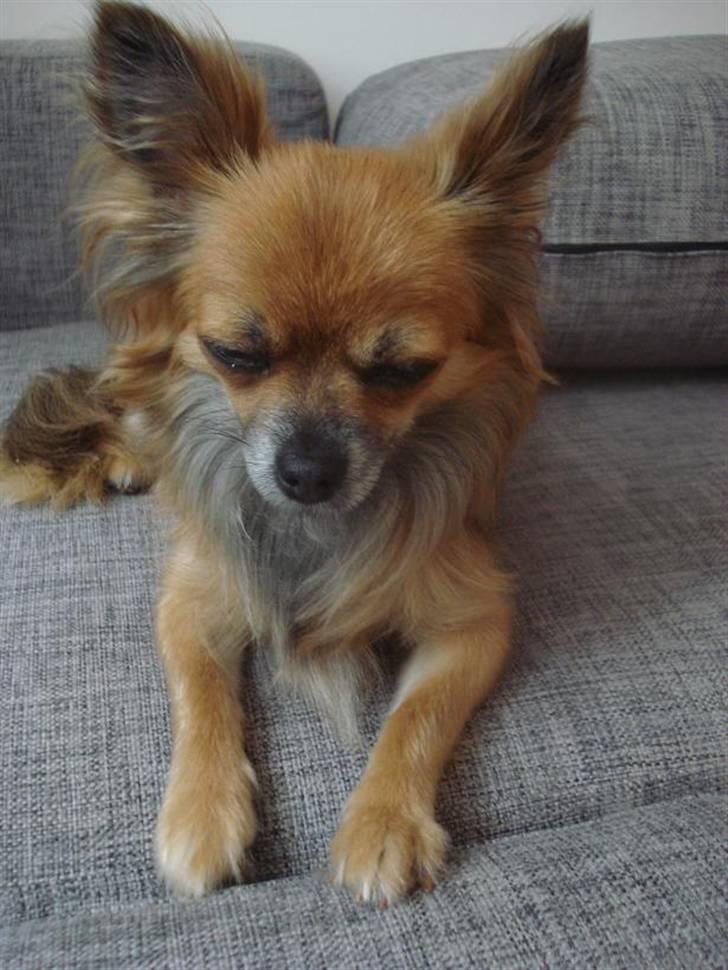 Chihuahua Lady billede 8