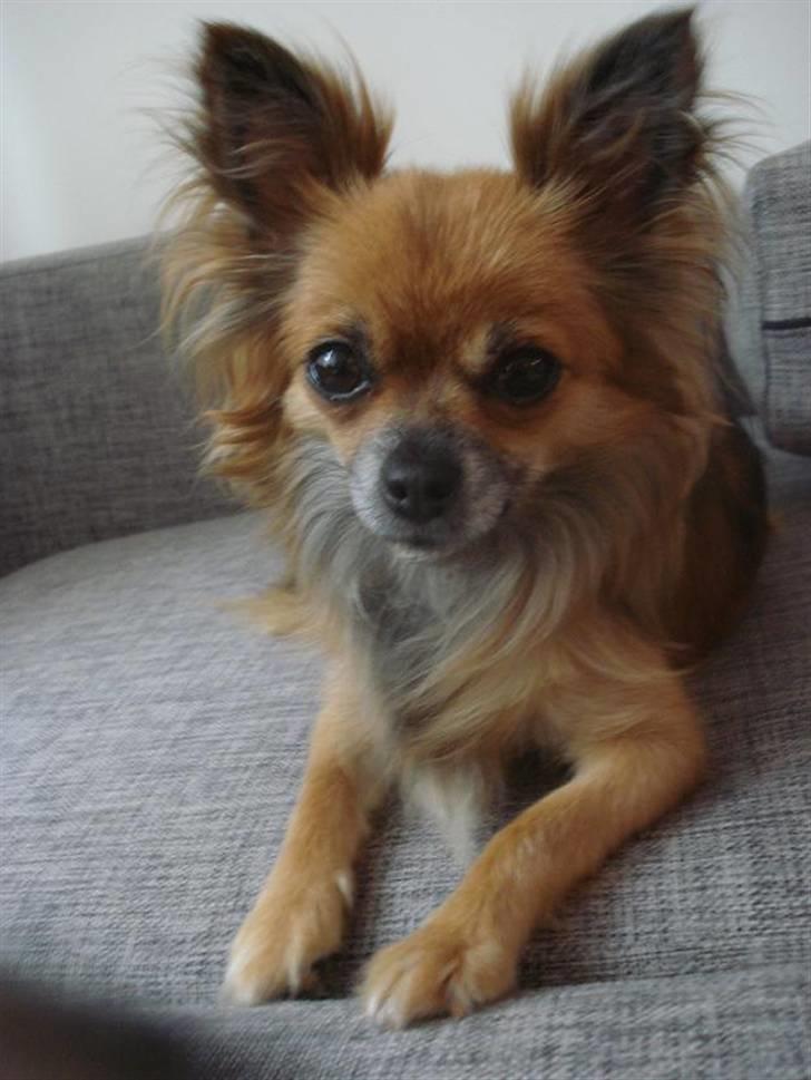 Chihuahua Lady billede 9