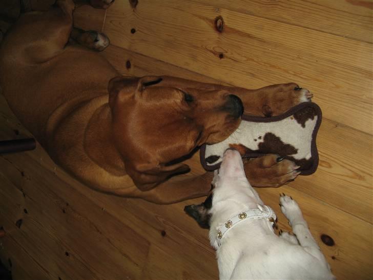 Blanding af racer MacQueen aka Max billede 4