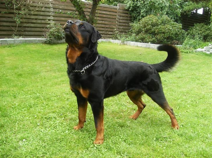 Rottweiler !!' Kenzo '!! billede 11