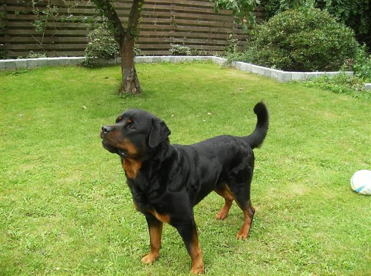 Rottweiler !!' Kenzo '!! billede 12