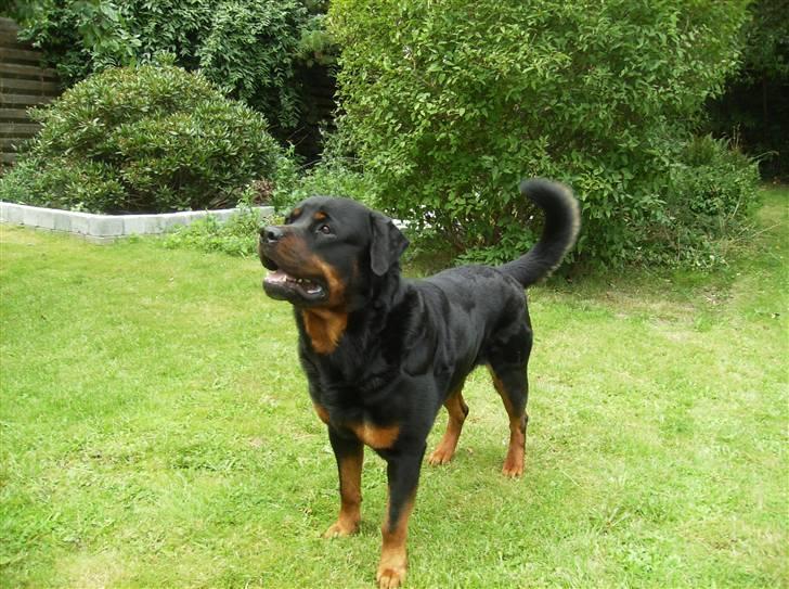 Rottweiler !!' Kenzo '!! billede 13