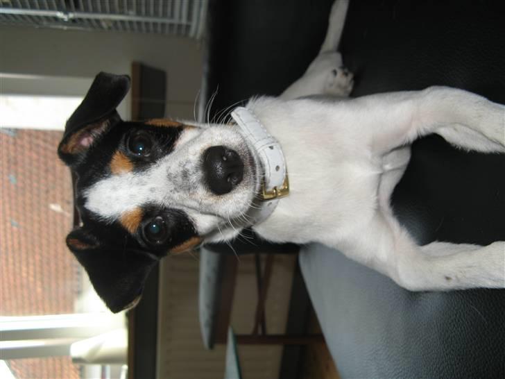 Dansk svensk gaardhund Laika Himmelhund billede 5