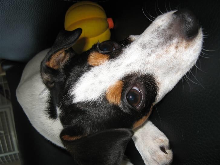 Dansk svensk gaardhund Laika Himmelhund billede 6