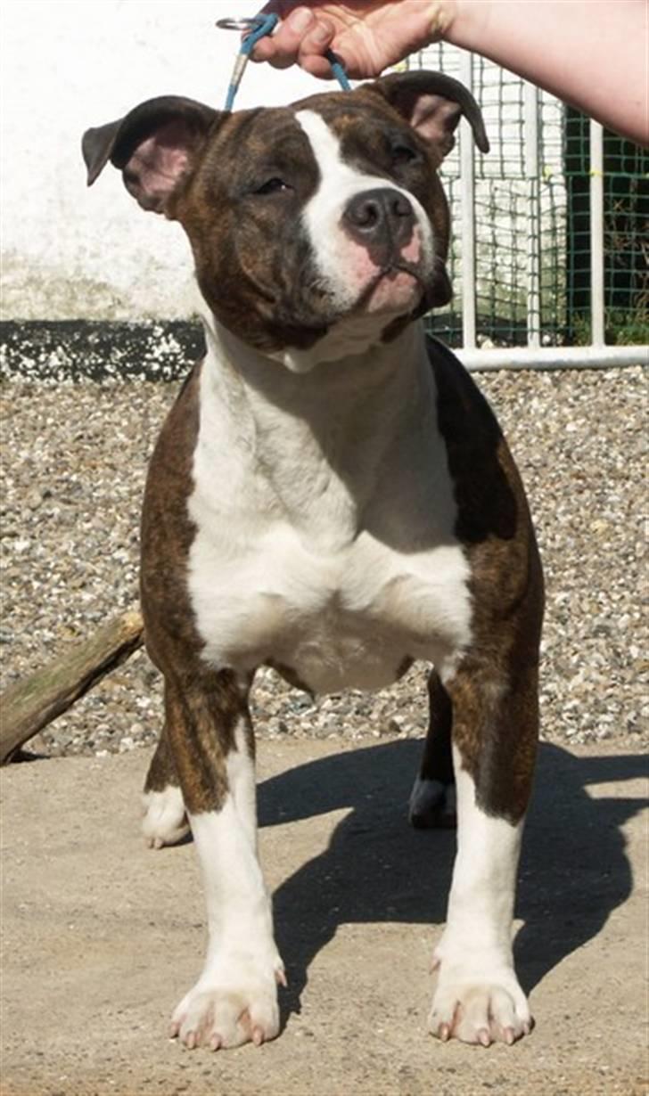 Amerikansk staffordshire terrier Khorramshahrs Hollywood - *NYT* lige knap 10 mdr. billede 1