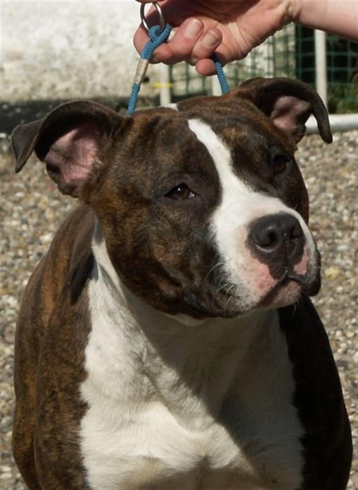 Amerikansk staffordshire terrier Khorramshahrs Hollywood - *NYT* lige knap 10 mdr. billede 2