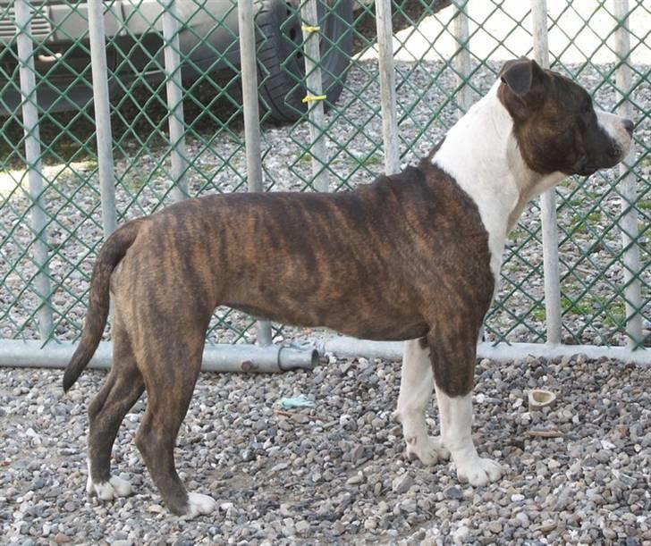 Amerikansk staffordshire terrier Khorramshahrs Hollywood - *NYT* lige knap 10 mdr. billede 3