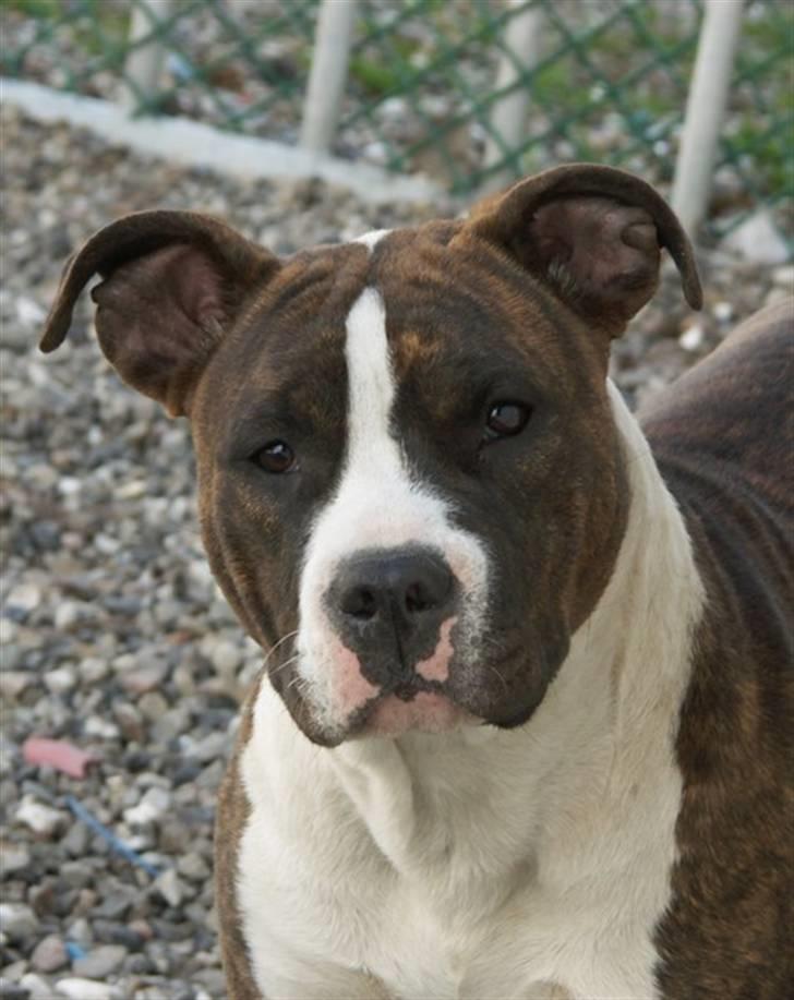 Amerikansk staffordshire terrier Khorramshahrs Hollywood - *NYT* lige knap 10 mdr. billede 4