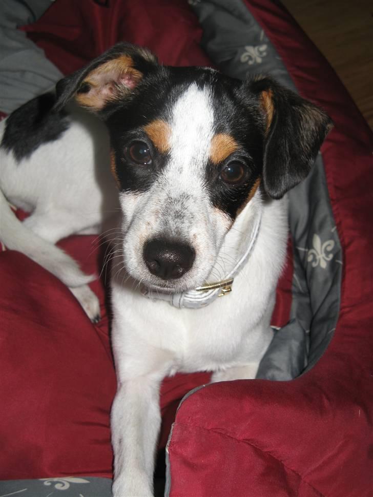 Dansk svensk gaardhund Laika Himmelhund billede 7