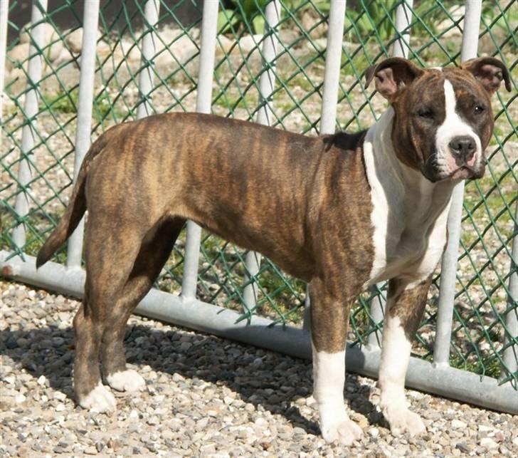 Amerikansk staffordshire terrier Khorramshahrs Hollywood - *NYT* lige knap 10 mdr. billede 5