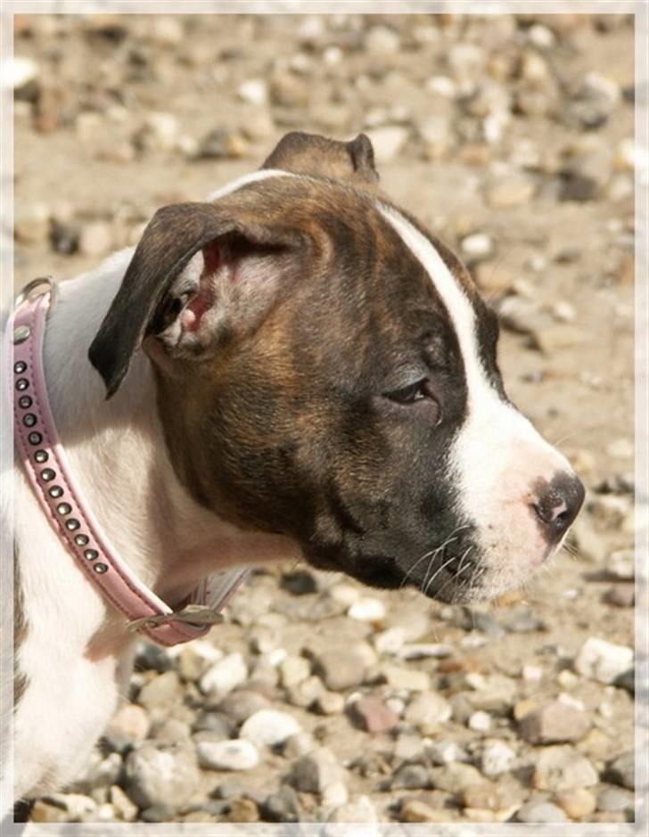 Amerikansk staffordshire terrier Khorramshahrs Hollywood billede 6