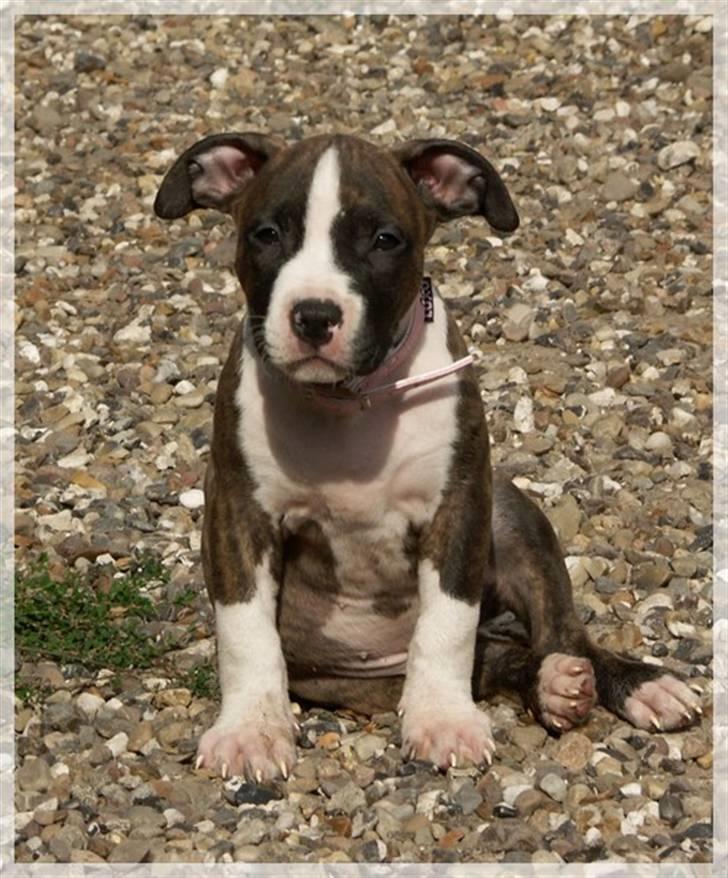 Amerikansk staffordshire terrier Khorramshahrs Hollywood billede 7