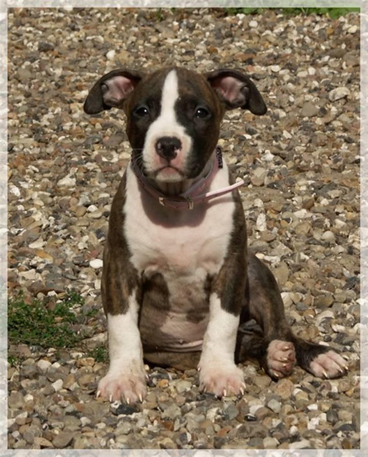 Amerikansk staffordshire terrier Khorramshahrs Hollywood billede 8