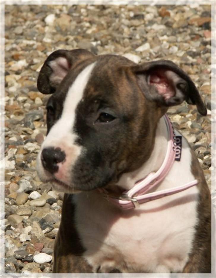 Amerikansk staffordshire terrier Khorramshahrs Hollywood billede 9