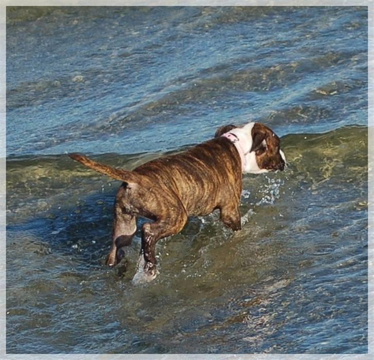 Amerikansk staffordshire terrier Khorramshahrs Hollywood billede 10