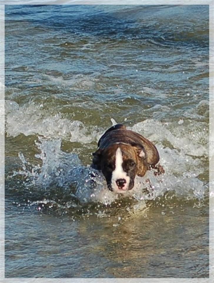 Amerikansk staffordshire terrier Khorramshahrs Hollywood billede 11