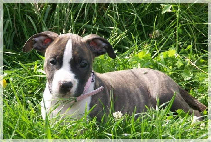 Amerikansk staffordshire terrier Khorramshahrs Hollywood billede 12