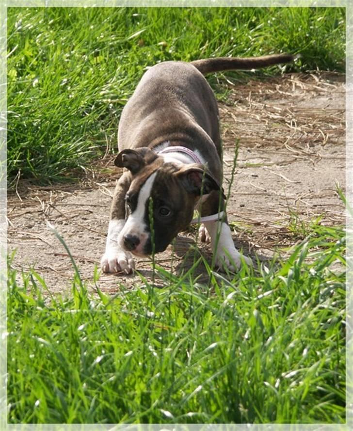 Amerikansk staffordshire terrier Khorramshahrs Hollywood billede 13