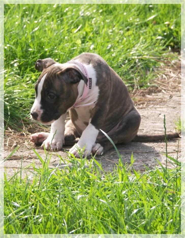 Amerikansk staffordshire terrier Khorramshahrs Hollywood billede 14