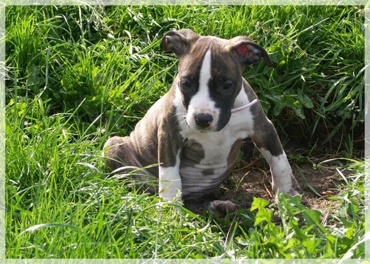 Amerikansk staffordshire terrier Khorramshahrs Hollywood billede 15