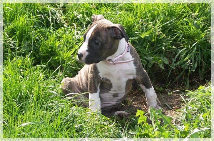 Amerikansk staffordshire terrier Khorramshahrs Hollywood billede 16