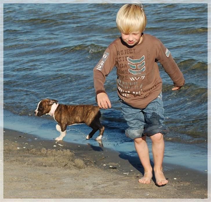 Amerikansk staffordshire terrier Khorramshahrs Hollywood billede 17