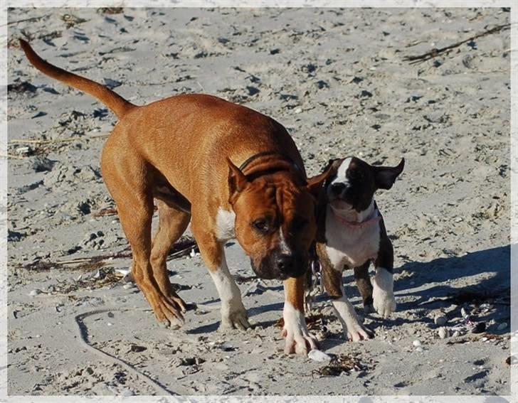 Amerikansk staffordshire terrier Khorramshahrs Hollywood billede 18