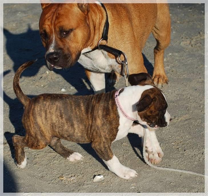 Amerikansk staffordshire terrier Khorramshahrs Hollywood billede 19