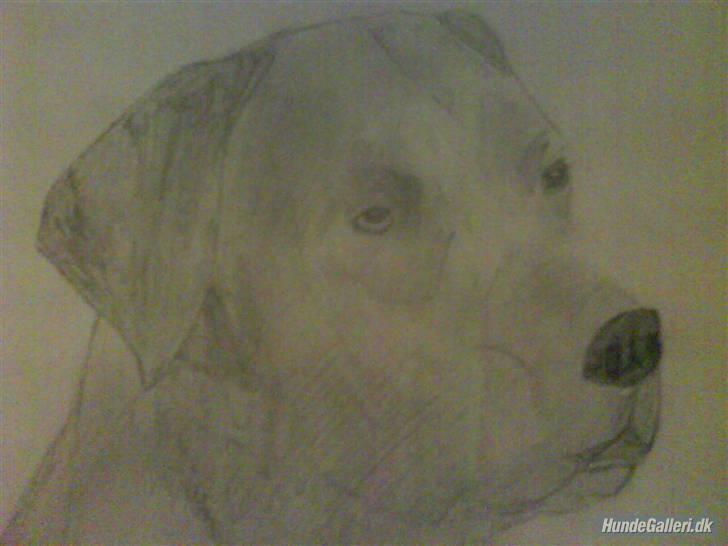 Labrador retriever Alto *R.I.P* billede 11