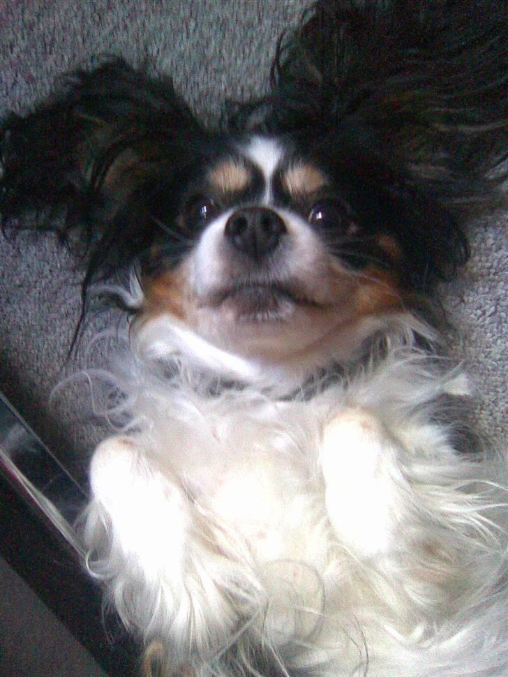 Blanding af racer Maggie - Klø mig på maven, vil du ikke nok ?! billede 17