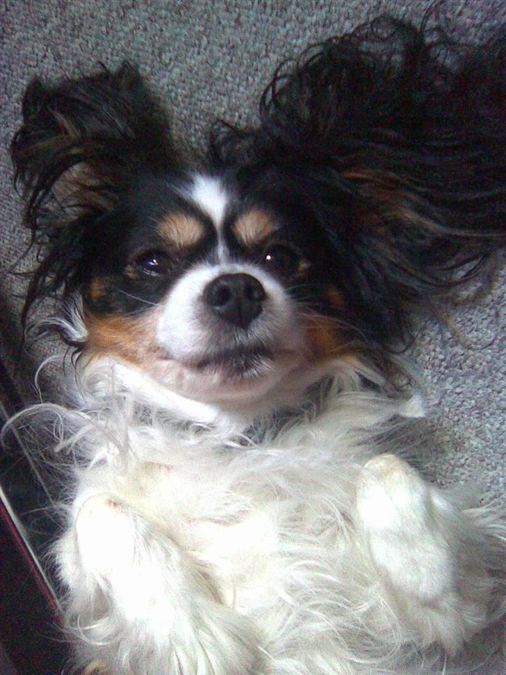 Blanding af racer Maggie - Så flader man lige lidt ud ;) billede 18