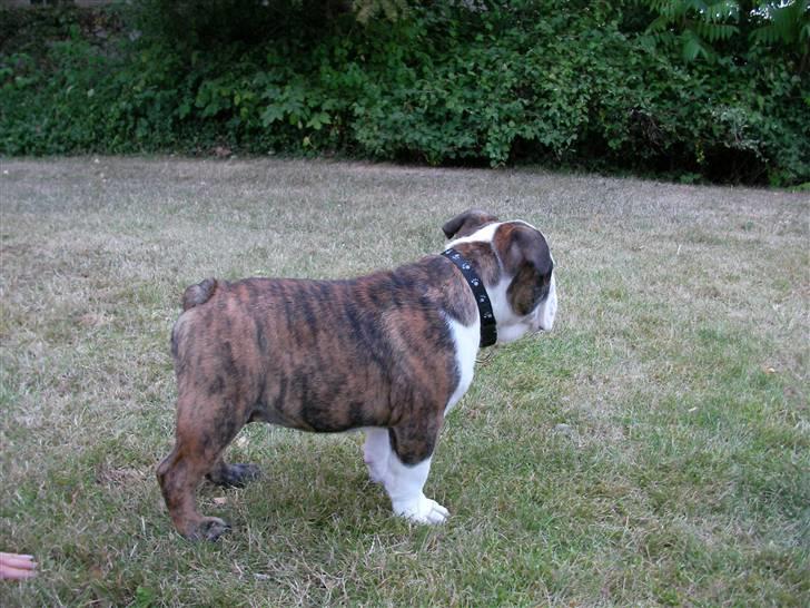 Engelsk bulldog Kenzo Alias Chefen - Er lige i haven og lege billede 2