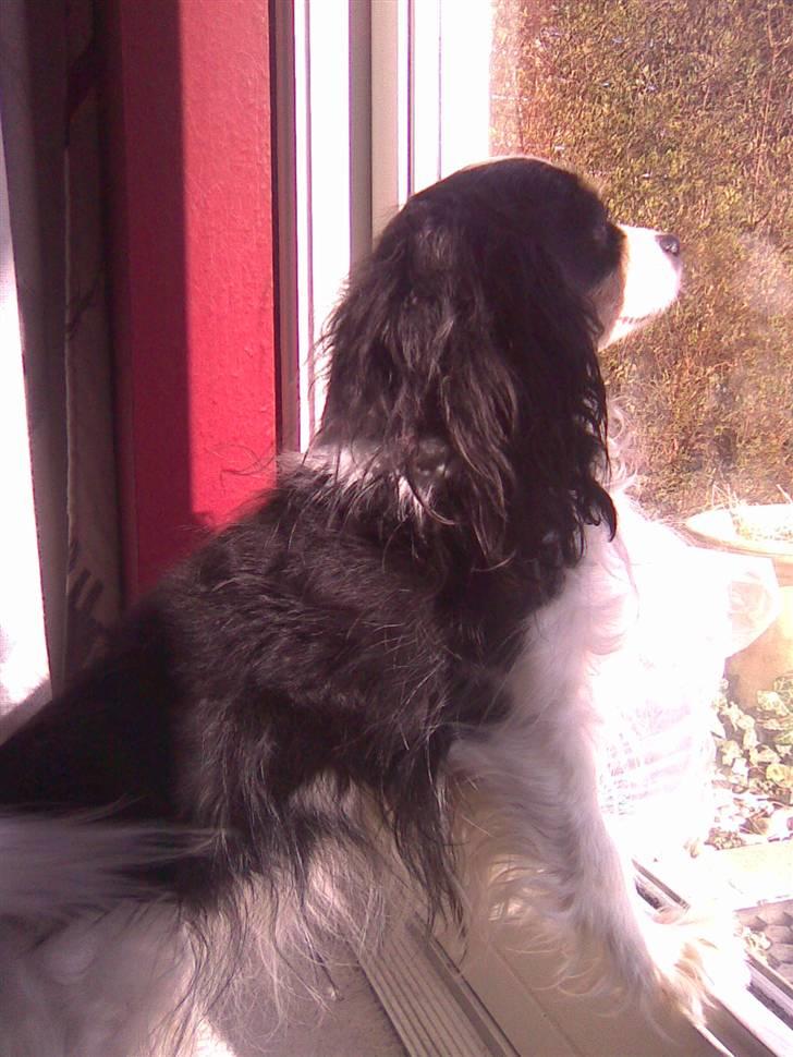 Blanding af racer Maggie - Der er noget spændende der ude ! billede 19