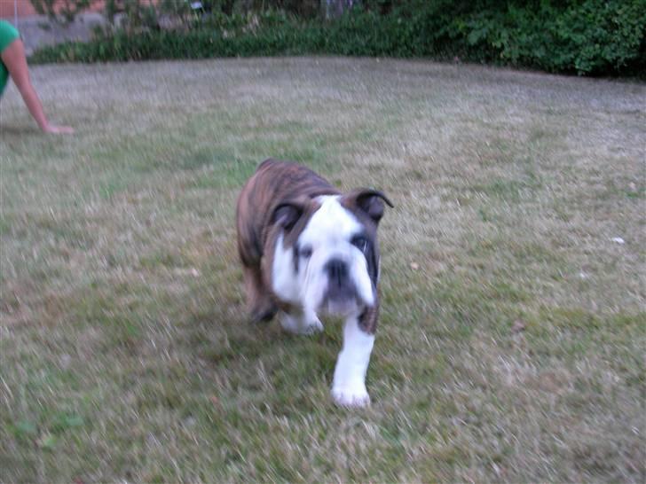 Engelsk bulldog Kenzo Alias Chefen billede 3