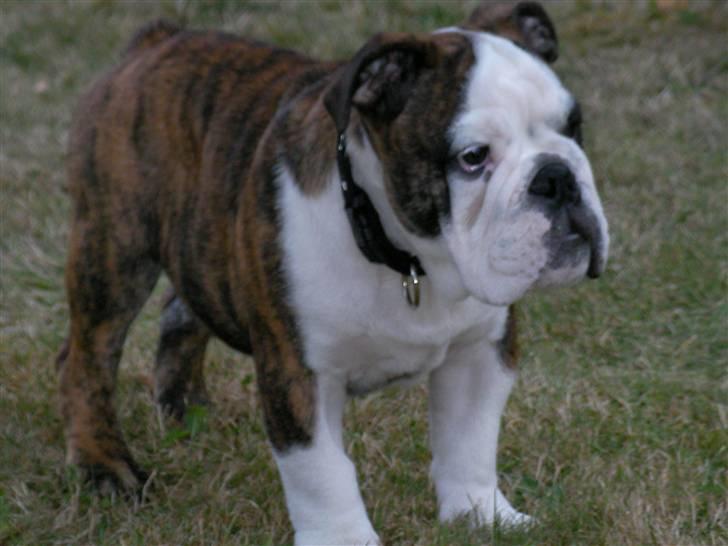 Engelsk bulldog Kenzo Alias Chefen billede 4