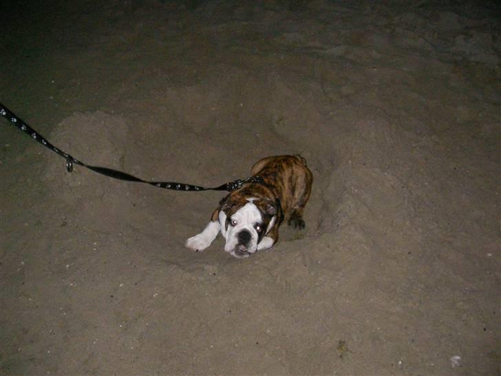 Engelsk bulldog Kenzo Alias Chefen - Jeg elsker at lege i sandet billede 5