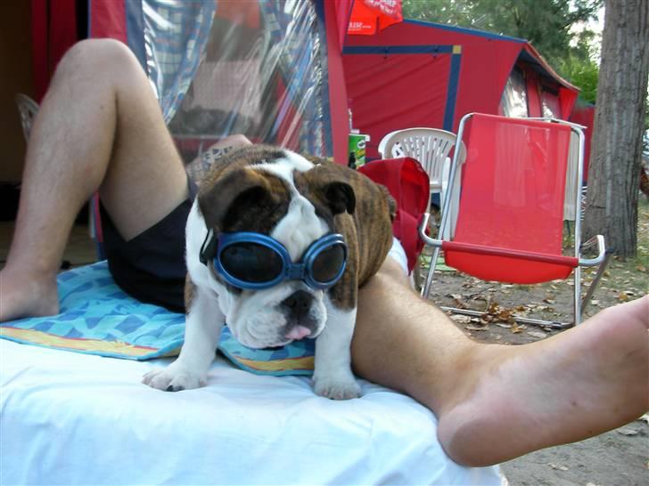 Engelsk bulldog Kenzo Alias Chefen - Man skal vel være sol klar i italien billede 6