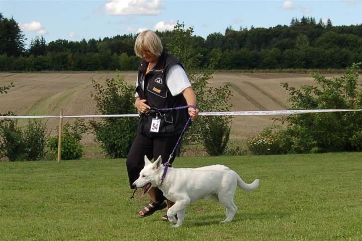 Hvid schæfer Tikka - Så løber vi , for at vinde billede 12