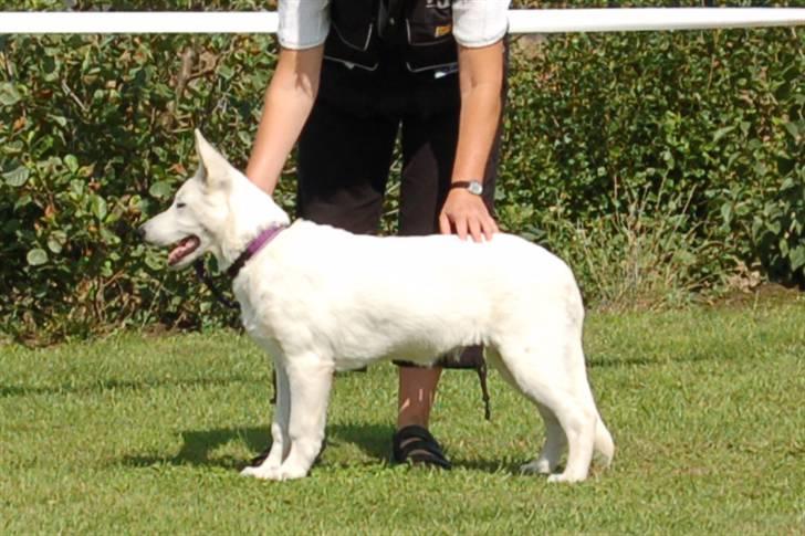 Hvid schæfer Tikka - Stå nu pæn...siger mor billede 13