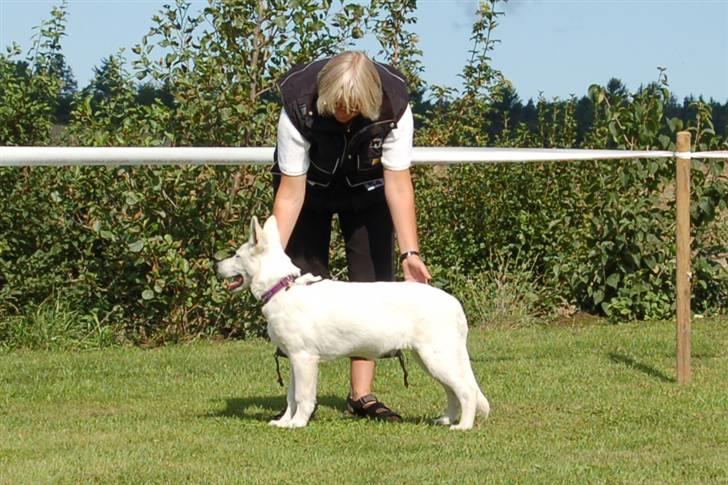 Hvid schæfer Tikka - Jeg stod pæn...blev vinder billede 14
