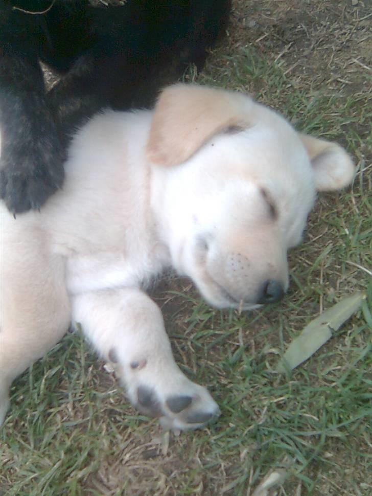 Labrador retriever *Perle* - 7uger billede 2