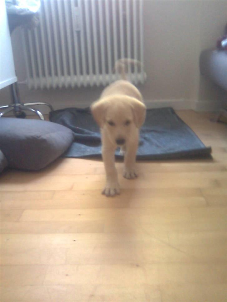 Labrador retriever *Perle* - 8uger billede 4