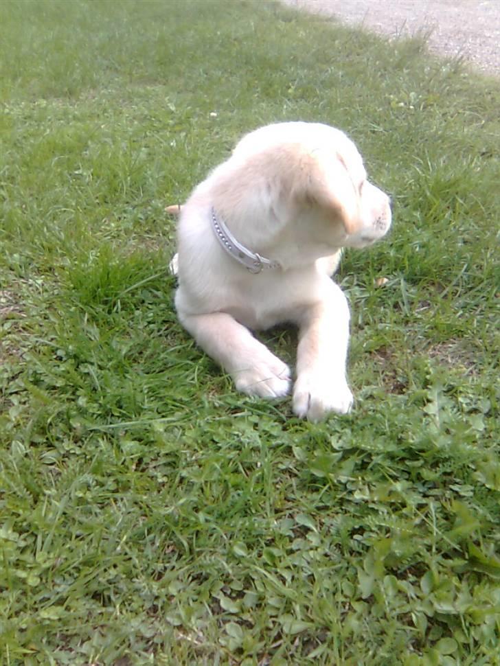 Labrador retriever *Perle* - 8uger billede 5