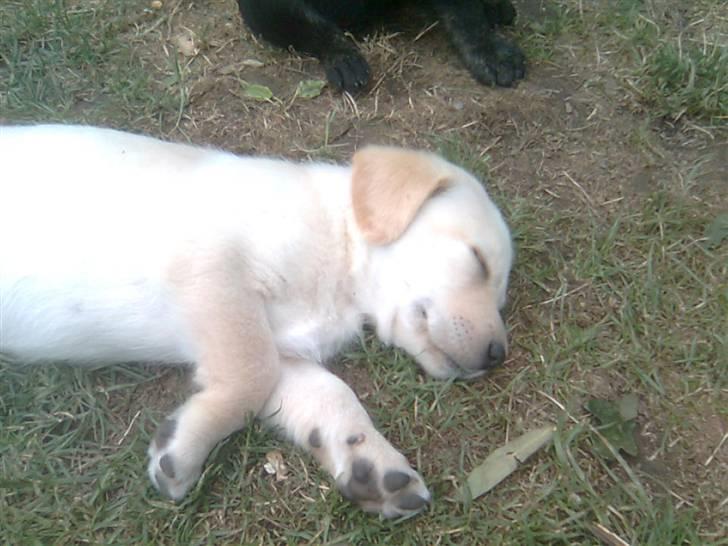 Labrador retriever *Perle* - 7uger billede 6